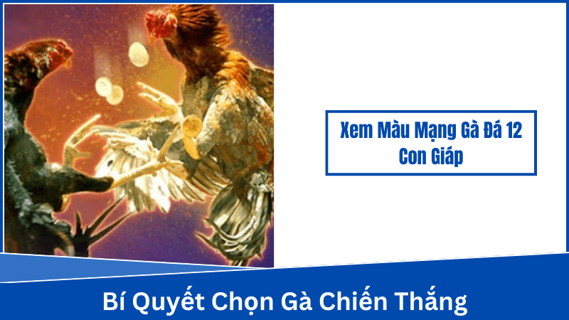 Cách chọn gà đá phù hợp với màu mạng