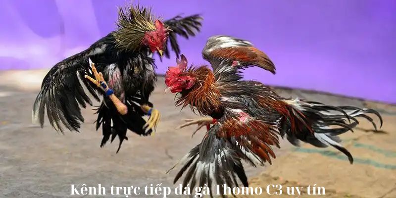 Kênh trực tiếp đá gà Thomo C3 uy tín