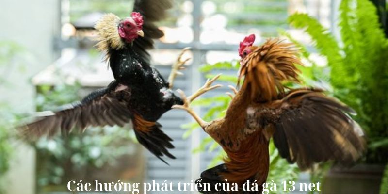 Các hướng phát triển của đá gà 13 net