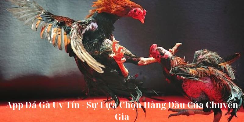 App Đá Gà Uy Tín - Sự Lựa Chọn Hàng Đầu Của Chuyên Gia