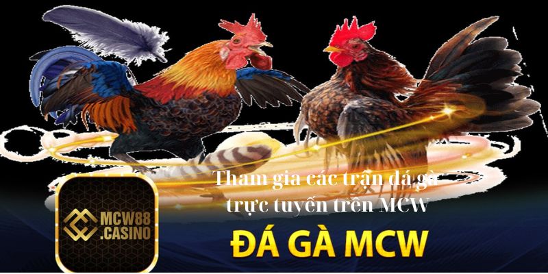 Tham gia các trận đá gà trực tuyến trên MCW