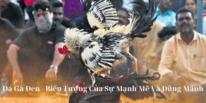 Đá Gà Đen - Biểu Tượng Của Sự Mạnh Mẽ Và Dũng Mãnh