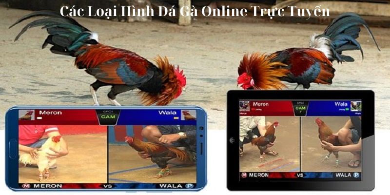 Các Loại Hình Đá Gà Online Trực Tuyến