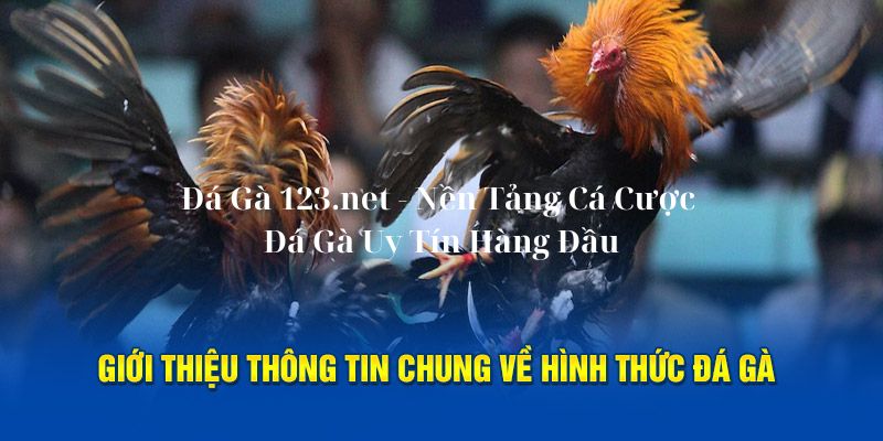 Đá Gà 123.net - Nền Tảng Cá Cược Đá Gà Uy Tín Hàng Đầu