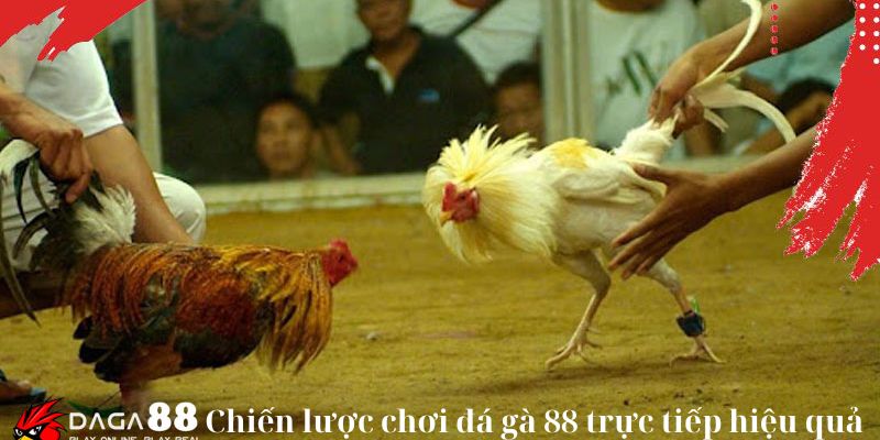 Chiến lược chơi đá gà 88 trực tiếp hiệu quả